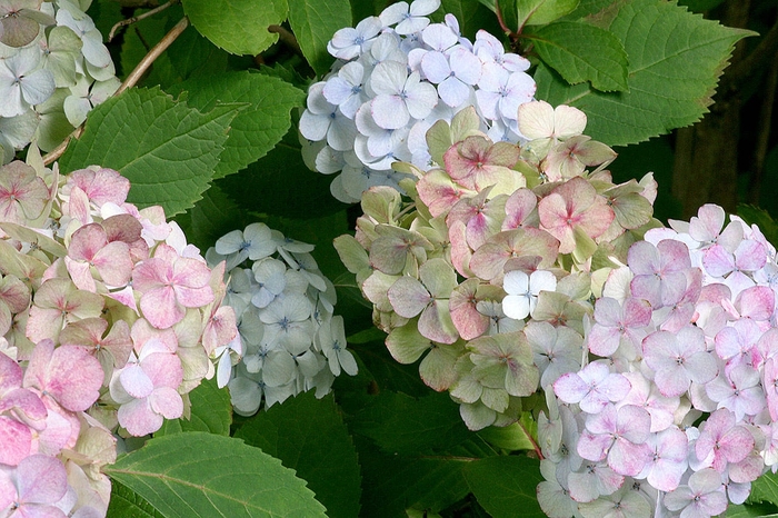 Tea of Heaven - Hydrangea serrata 'Preciosa' from EC Browns Nursery