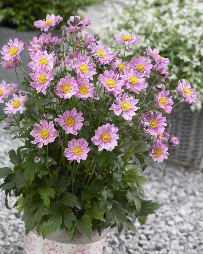 Fantasy&trade; 'Pocahontas' - Anemone (Japanese Anemone) from EC Browns Nursery