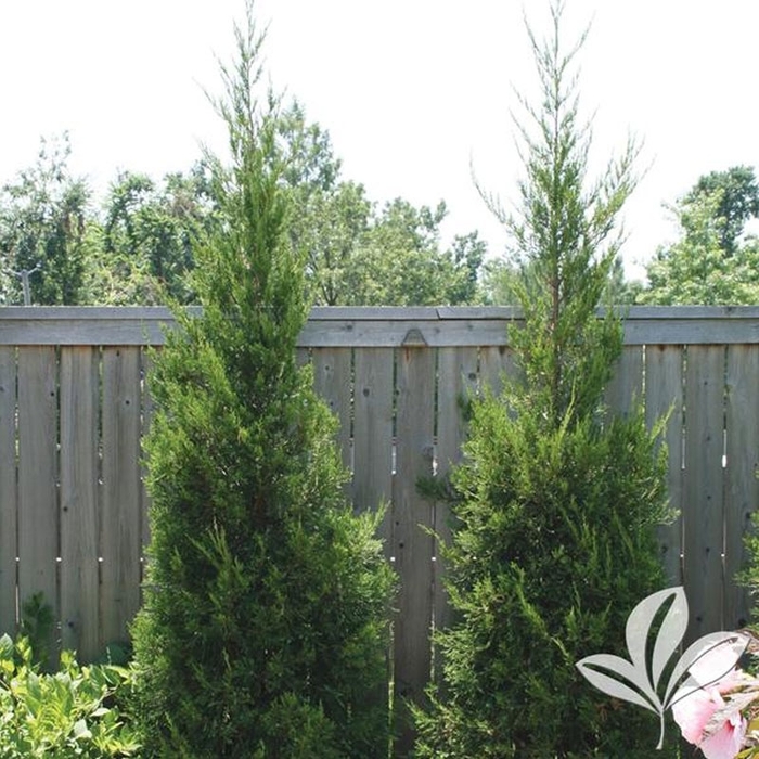 'Hetzii Columnaris' Chinese Juniper - Juniperus chinensis from EC Browns Nursery