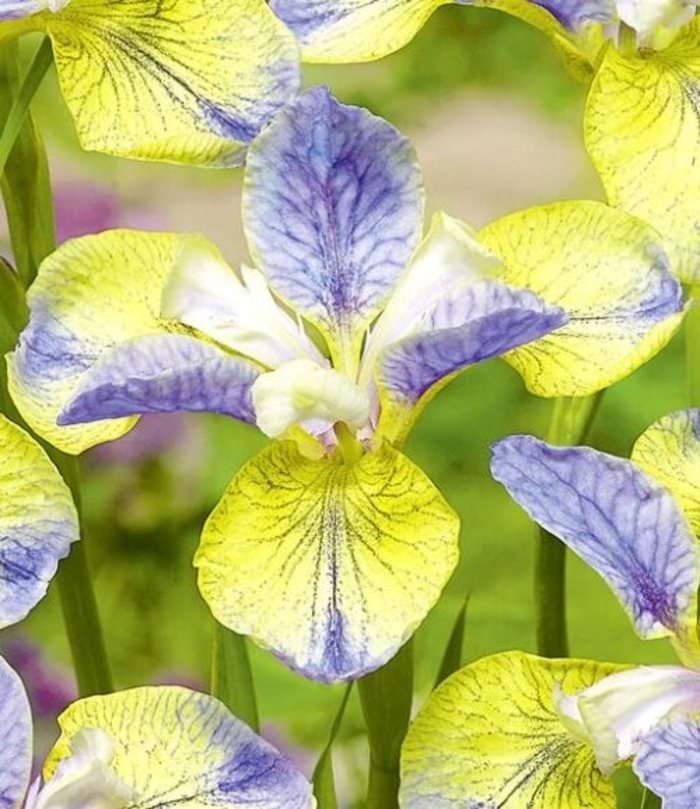 Tipped in Blue Siberian Iris - Iris sibirica PEACOCK TM 'Tipped in Blue' from EC Browns Nursery