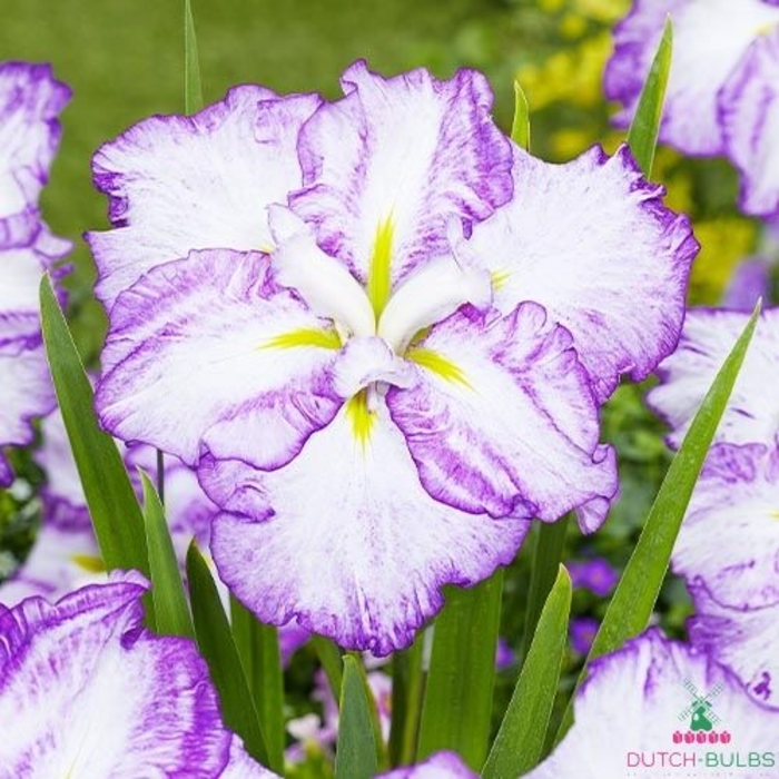 Tiramisu Japanese Iris - Iris ensata DINNER PLATE 'Tiramisu' from EC Browns Nursery