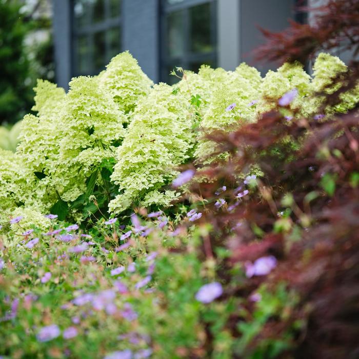 Magical&reg; 'Lime Sparkle' - Hydrangea paniculata from EC Browns Nursery