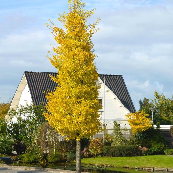 Maidenhair Tree - Ginkgo biloba 'Princeton Sentry' from EC Browns Nursery
