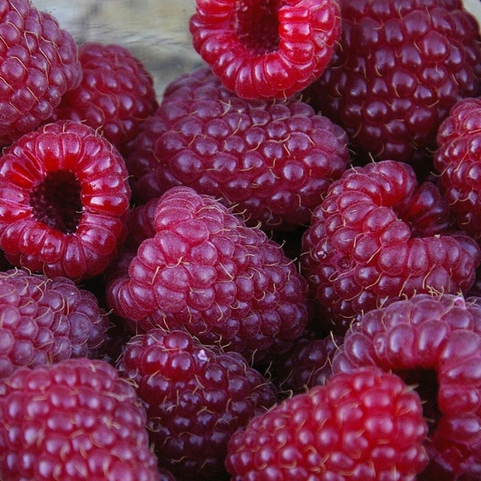 Royalty Black Raspberry - Rubus 'Royalty' from EC Browns Nursery