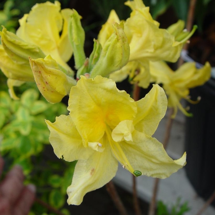 Lemon Lights Azalea - Azalea x 'Lemon Lights' from EC Browns Nursery