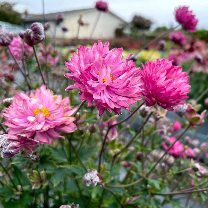 Puff&reg; pink - Anemone (Wind Flower) from EC Browns Nursery
