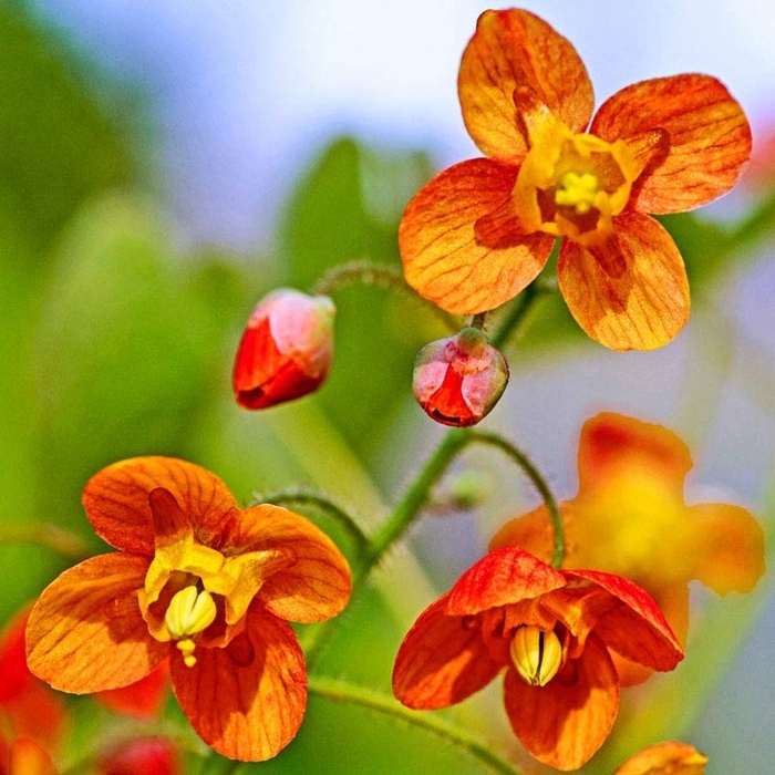 Epimedium 'Orange Queen' - Barrenwort from EC Browns Nursery