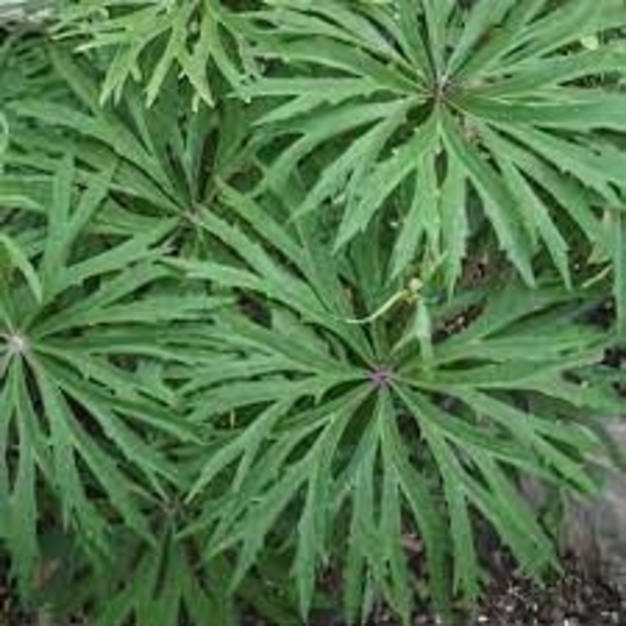 Shredded Umbrella plant - Syneilesis aconitifolia from EC Browns Nursery