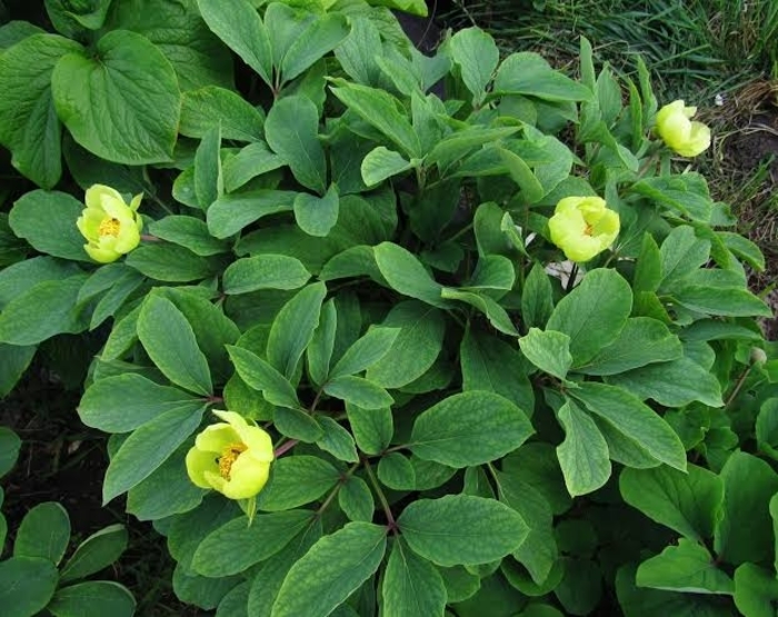 Yellow, Caucasian Peony - Paeonia mlokosewitschii (Chris Wilson) from EC Browns Nursery