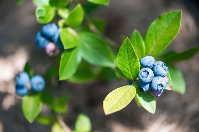 Ornablue Blueberry - Vaccinium corymbosum 'Ornablue' from EC Browns Nursery