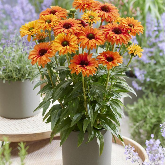 'SunSeekers Mineola' Coneflower - Echinacea from EC Browns Nursery