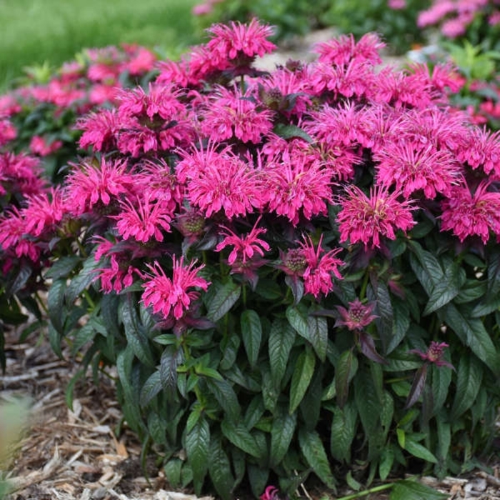 'Berry Taffy' Bee Balm - Monarda from EC Browns Nursery