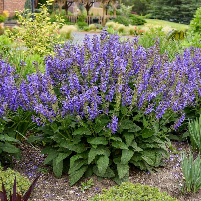 Living Large&trade; 'Big Sky' - Salvia from EC Browns Nursery