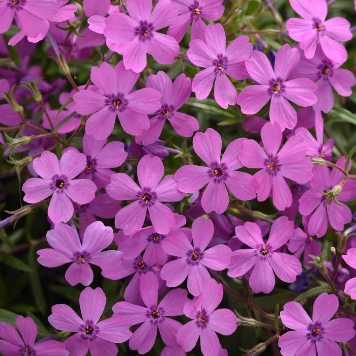 Spring Splash&trade; Violet - Phlox from EC Browns Nursery