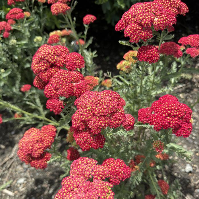 'Firefly Red Pop' Yarrow - Achillea from EC Browns Nursery