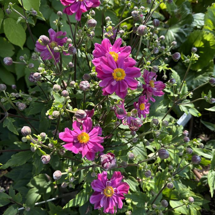 'Curtain Call Deep Rose' Japanese Anemone - Anemone from EC Browns Nursery