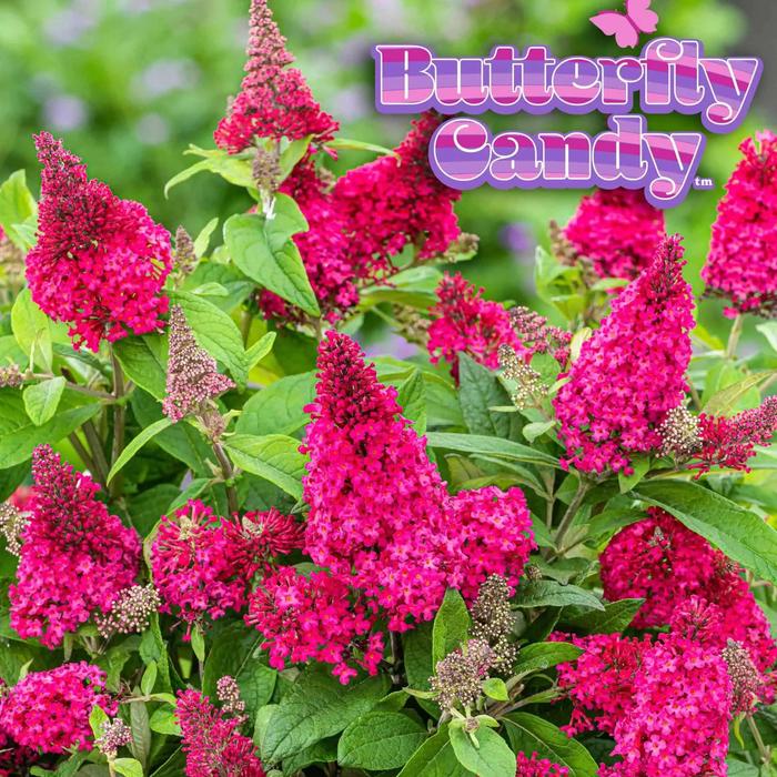 Butterfly Candy&reg; Li'l Raspberry&trade; - Buddleia davidii (Butterfly Bush) from EC Browns Nursery