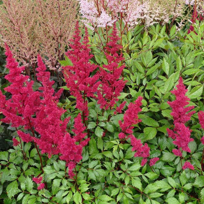 'Vision Volcano' - Astilbe chinensis (False Spirea) from EC Browns Nursery