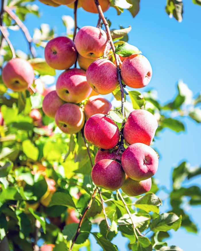 Pink Lady Apple - Apple x 'Pink Lady' from EC Browns Nursery