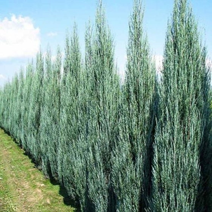 Skyrocket Juniper - Juniperus chinensis 'Skyrocket' from EC Browns Nursery