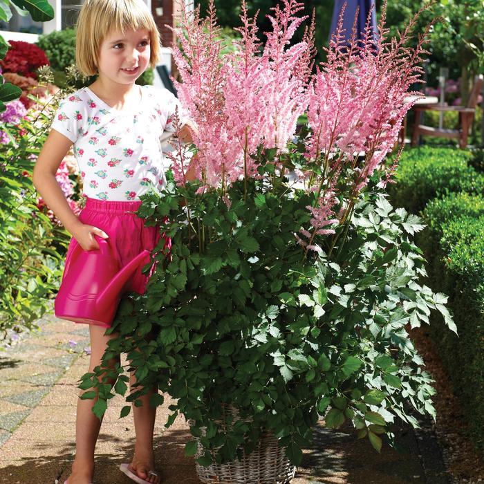 Mighty&trade; Pip False Spirea - Astilbe chinensis from EC Browns Nursery