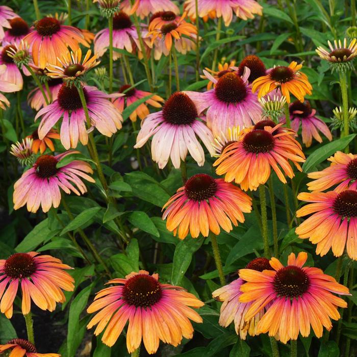 Butterfly&trade; 'Rainbow Marcella' - Echinacea (Coneflower) from EC Browns Nursery