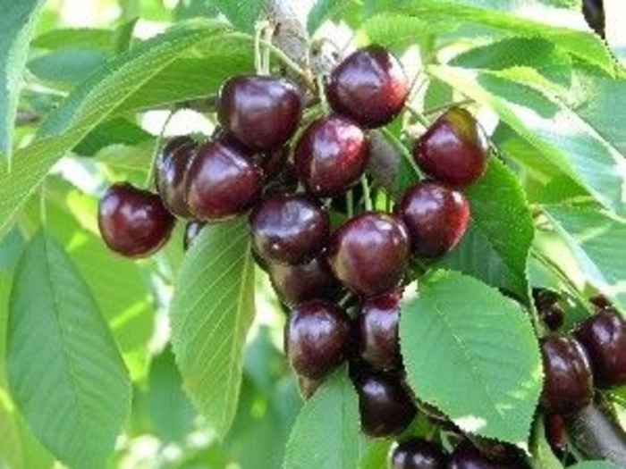 Kristin Sweet Cherry - Prunus avium 'Kristin' from EC Browns Nursery