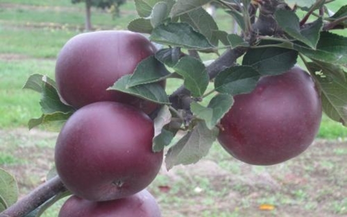 Arkansas Black Apple - Malus domestica 'Arkansas Black' from EC Browns Nursery