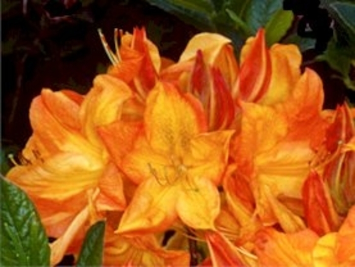 'Arneson Gem' Azalea - Rhododendron Exbury hybrid from EC Browns Nursery