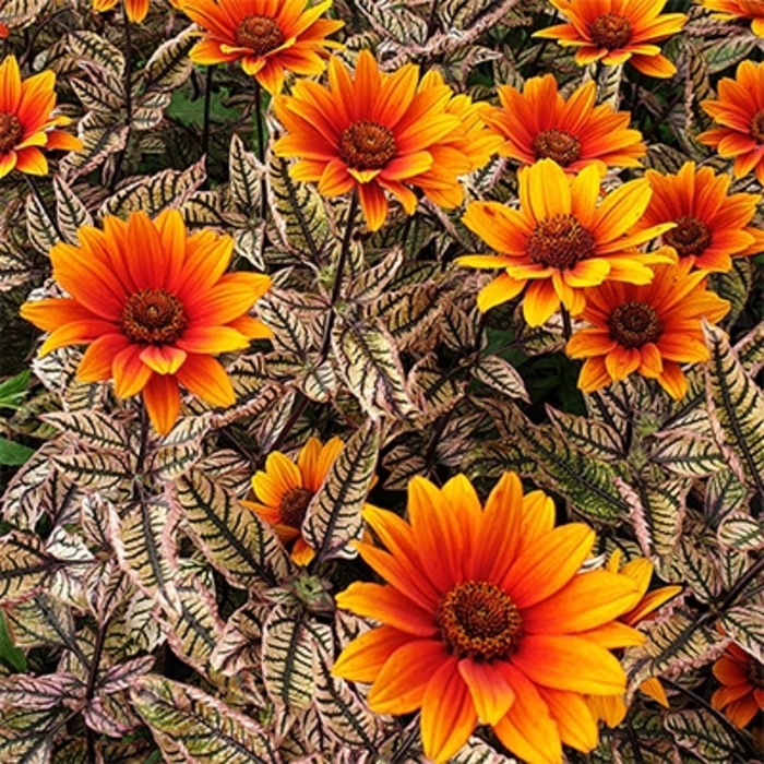 'Orange Marble' Oxeye Sunflower - Heliopsis helianthoides from EC Browns Nursery
