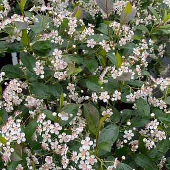 'Low Scape Snowfire®' Chokeberry
