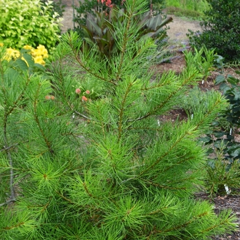 'Compacta' Compact Lacebark Pine
