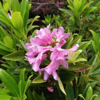 Laetevirens Wilson Rhododendron