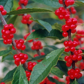 Winter Red Winterberry