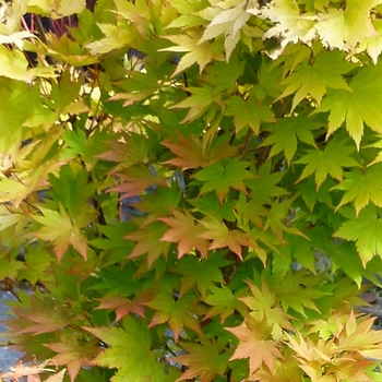 Golden Japanese Maple